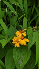 Kingianthus paniculatus