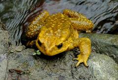 Duttaphrynus chandai