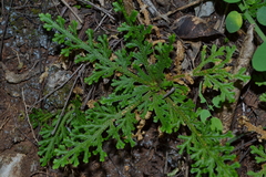 Selaginellaceae