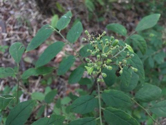 Micromelum falcatum