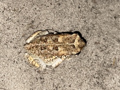 Sclerophrys gutturalis