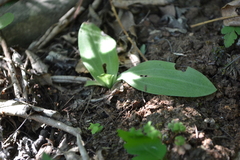 Mesadenus polyanthus