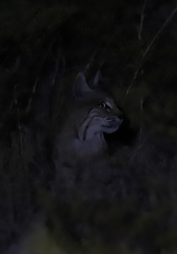 Bobcat photographed in New Mexico