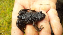 Scutiger spinosus