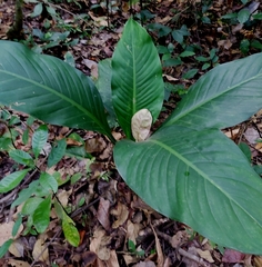 Dieffenbachia seguine