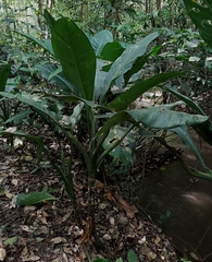 Dieffenbachia seguine