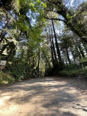 Sequoia sempervirens