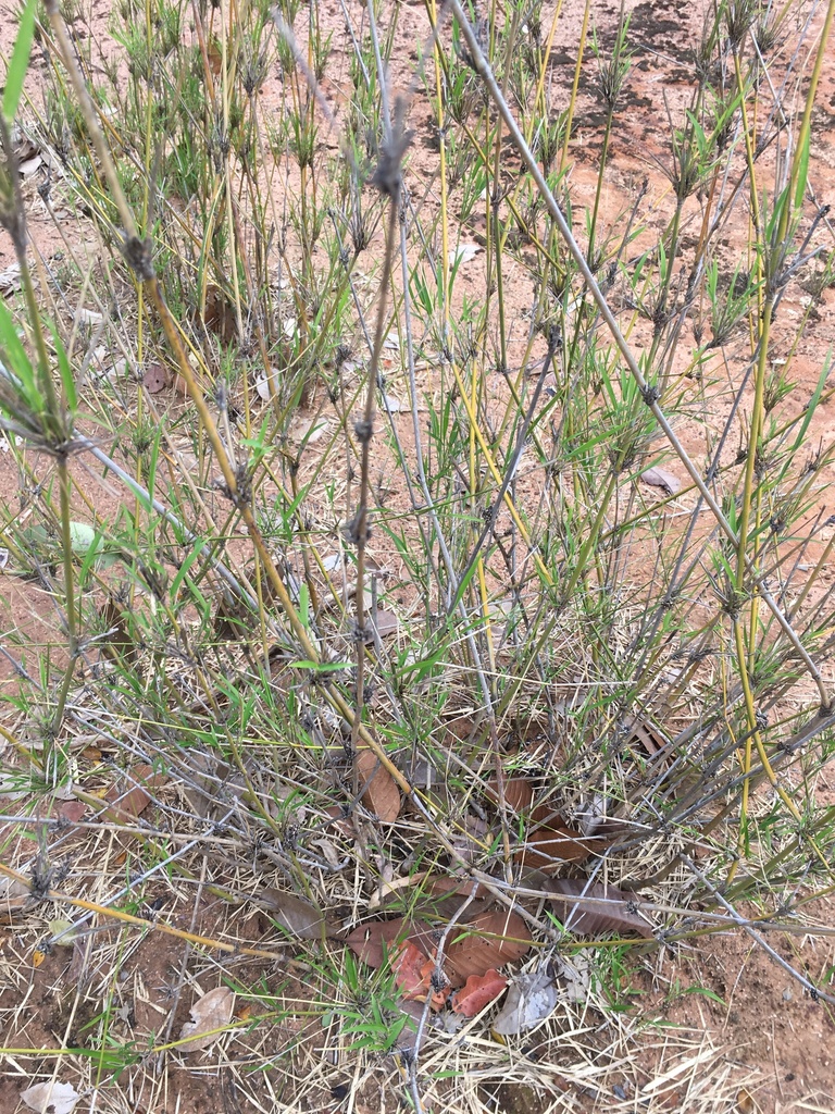 Vietnamosasa pusilla (Vietnamosasa pusilla)