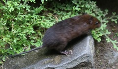 Melanomys caliginosus