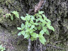 Campanula prenanthoides