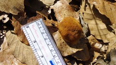 Striatoandricus nievesaldreyi