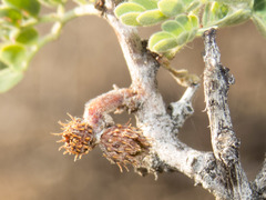 Tanaostigmodes howardii