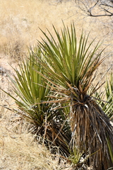 Yucca baccata brevifolia