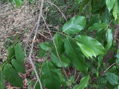 Huberantha cerasoides
