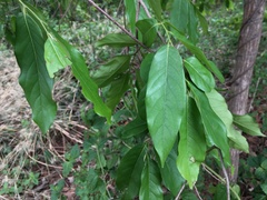 Huberantha cerasoides
