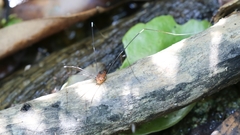 Pseudogagrella splendens