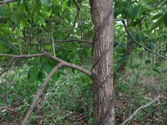 Huberantha cerasoides