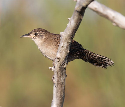 Zapata Wren (Ferminia cerverai), photo 4