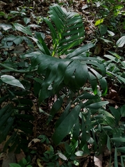 Chamaedorea elegans