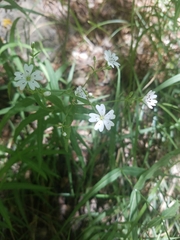 Pseudostellaria jamesiana