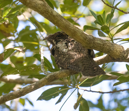 Cuban Nightjar (Antrostomus cubanensis), photo 8