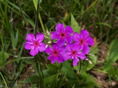 Phlox cuspidata