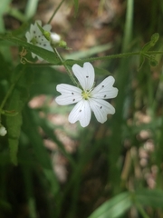 Pseudostellaria jamesiana