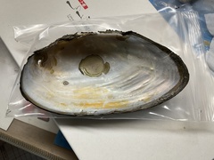 Beringiana fukuharai