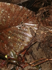 Pristimantis achatinus