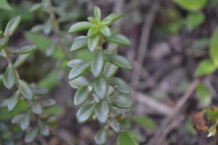 Sedum calcicola