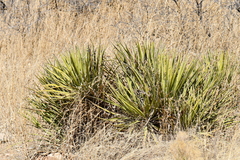 Yucca baccata brevifolia