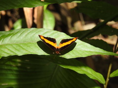 Catonephele nyctimus