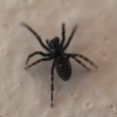 Araneae