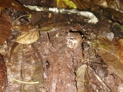 Pristimantis achatinus