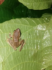 Pristimantis achatinus