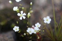 Mononeuria uniflora