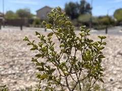 Larrea tridentata