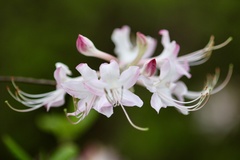 Rhododendron flammeum