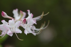 Rhododendron flammeum