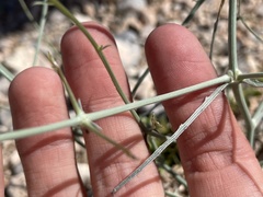 Stephanomeria pauciflora