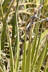 Yucca baccata brevifolia