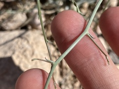 Stephanomeria pauciflora