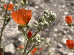 Sphaeralcea ambigua