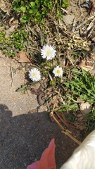 Taraxacum coreanum
