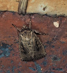 Dasygaster padockina