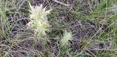 Castilleja sessiliflora