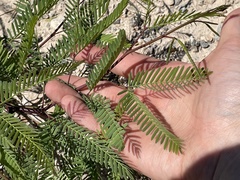 Prosopis velutina