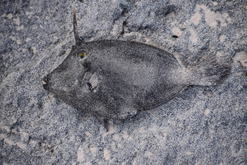 Photo of Whitespotted filefish (Cantherhines macrocerus)