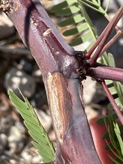 Prosopis velutina