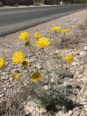 Baileya multiradiata